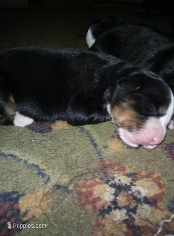 Duke  – Bernese Mountain Dog puppy for sale in Dixon, IL