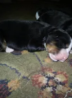 Duke , a male Bernese Mountain Dog for sale in Dixon, IL – 1 of 1