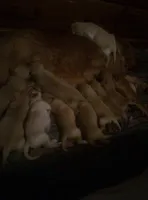 pippy"s  pups, a male Golden Retriever for sale in Dixon, IL – Photo 2 of 3