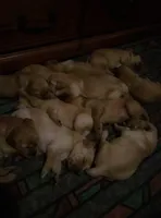 pippy"s  pups, a male Golden Retriever for sale in Dixon, IL – Photo 3 of 3