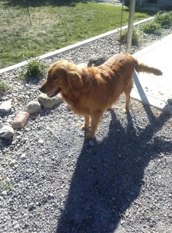 pippy"s  pups – Golden Retriever puppy for sale in Dixon, IL