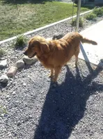 pippy"s  pups, a male Golden Retriever for sale in Dixon, IL – Photo 1 of 3