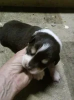 penny, a female Miniature Australian Shepherd for sale in Dixon, IL – 1 of 1