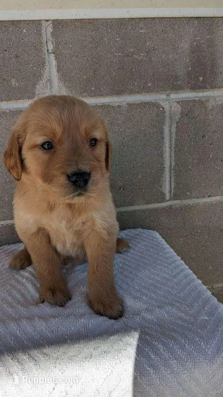 carhartt – Golden Retriever puppy for sale in Dixon, IL
