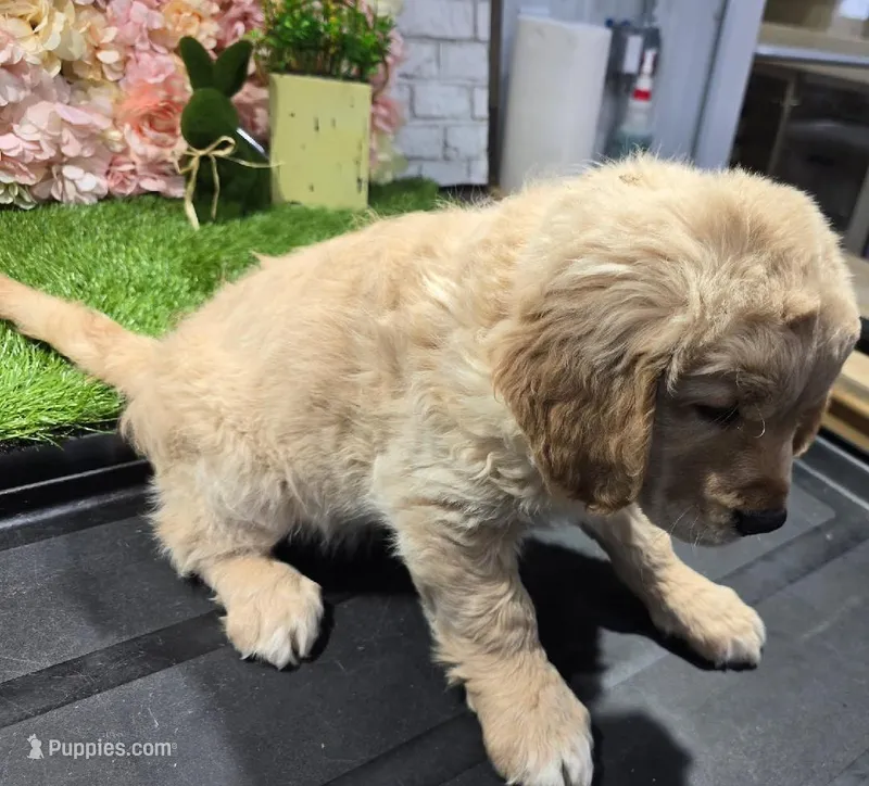 ollie – Golden Retriever puppy for sale in Dixon, IL