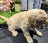 ollie, a male Golden Retriever for sale in Dixon, IL – 1 of 1
