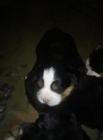 Becca, a female Bernese Mountain Dog for sale in Dixon, IL – 1 of 1