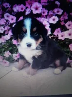 Emma, a female Bernese Mountain Dog for sale in Dixon, IL – 1 of 1