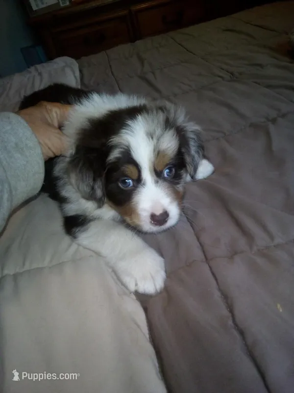 heide – Australian Shepherd puppy for sale in Dixon, IL