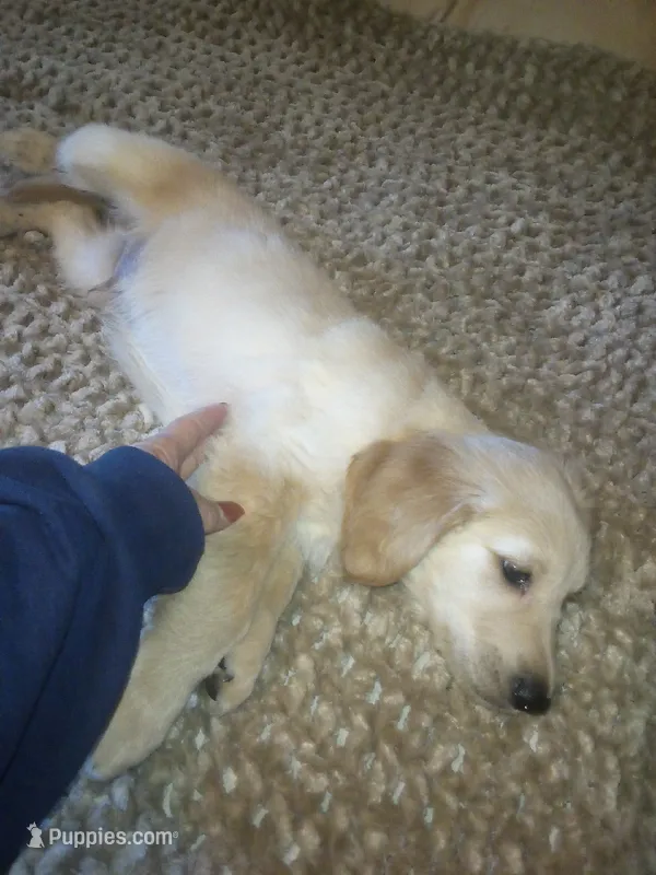 Jake – Golden Retriever puppy for sale in Dixon, IL