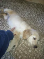 Jake, a male Golden Retriever for sale in Dixon, IL – 1 of 1