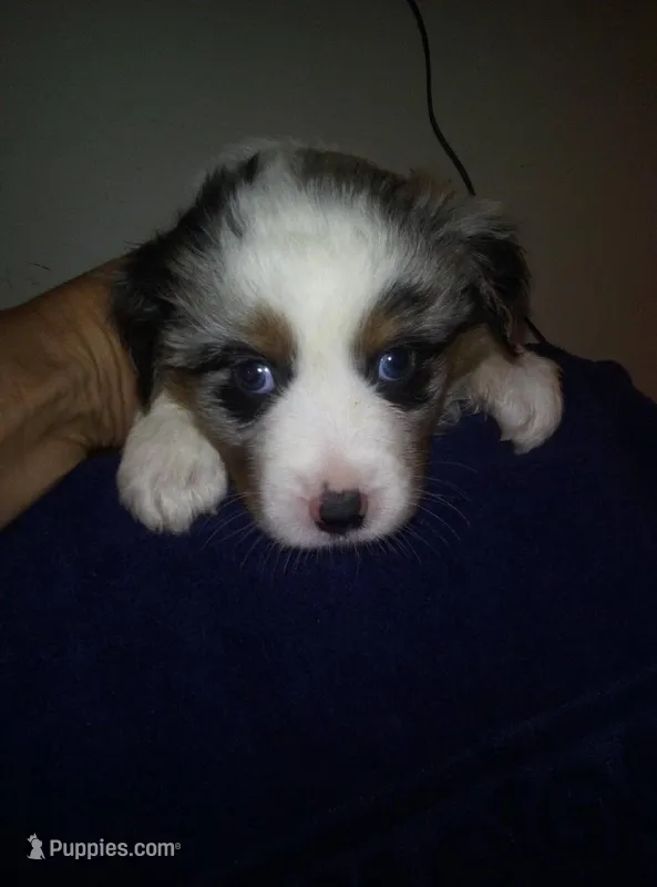 Jake    Blue Merle – Australian Shepherd puppy for sale in Dixon, IL