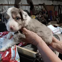 Heide, a female Miniature Australian Shepherd for sale in Dixon, IL – 1 of 1