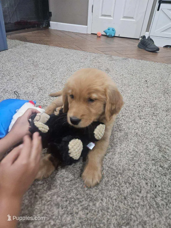anna – Golden Retriever puppy for sale in Dixon, IL