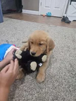 anna, a female Golden Retriever for sale in Dixon, IL – 1 of 1