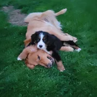 Timber, a male Bernese Mountain Dog for sale in Dixon, IL – 1 of 1