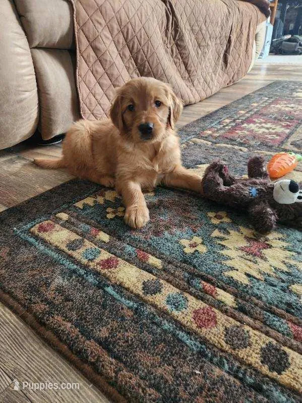 Tank – Golden Retriever puppy for sale in Dixon, IL