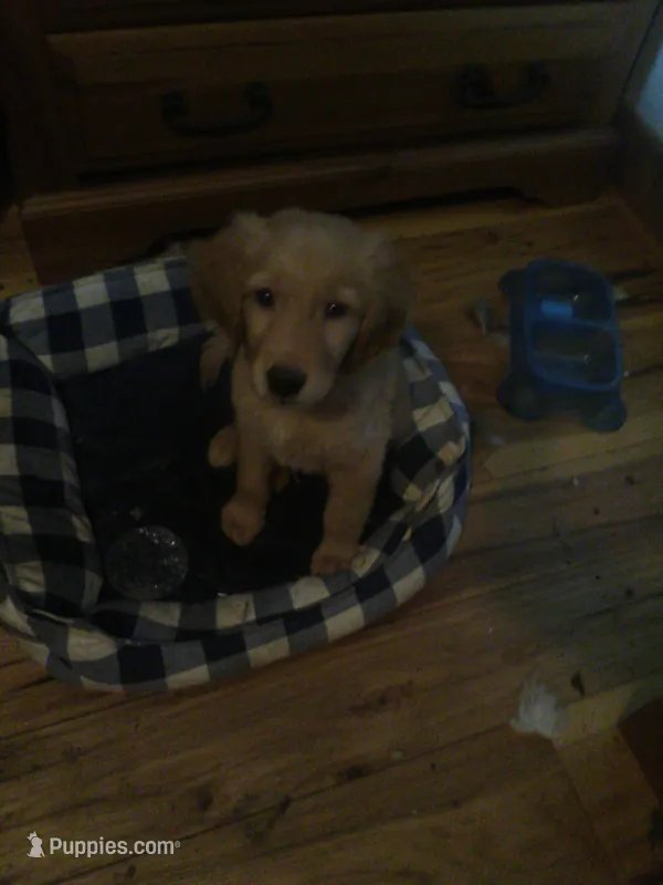 hank – Golden Retriever puppy for sale in Dixon, IL