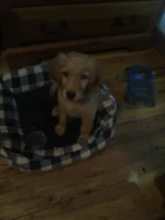 hank, a male Golden Retriever for sale in Dixon, IL – 1 of 1