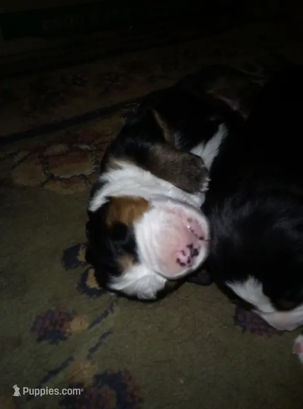 sarge – Bernese Mountain Dog puppy for sale in Dixon, IL
