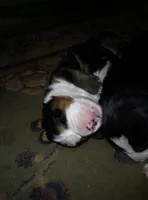 sarge, a male Bernese Mountain Dog for sale in Dixon, IL – 1 of 1