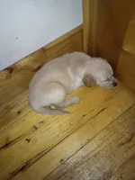 sarge, a male Golden Retriever for sale in Dixon, IL – 1 of 1
