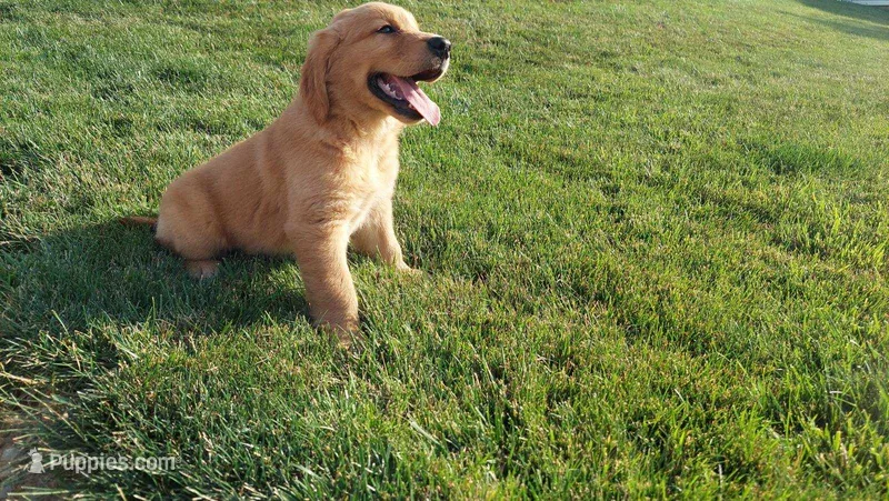 Tank – Golden Retriever puppy for sale in Dixon, IL
