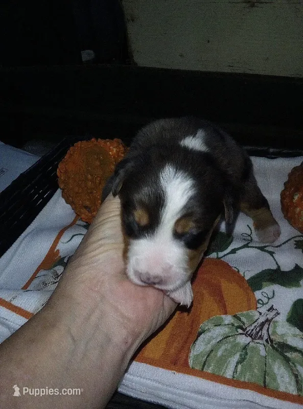 wibur – Australian Shepherd puppy for sale in Dixon, IL
