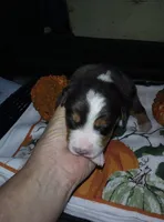 wibur, a male Australian Shepherd for sale in Dixon, IL – 1 of 1
