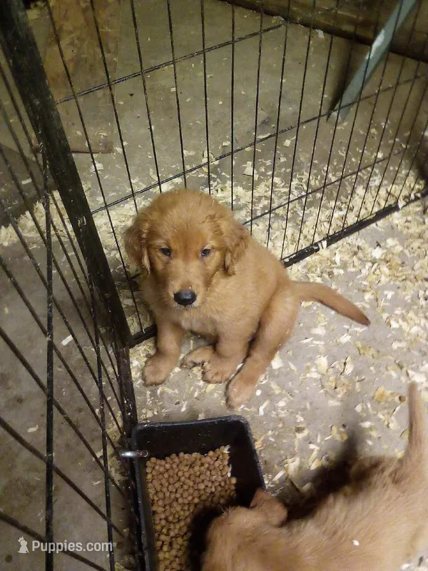 Jake – Golden Retriever puppy for sale in Dixon, IL
