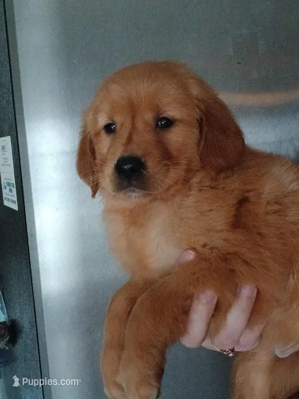 Timber – Golden Retriever puppy for sale in Dixon, IL