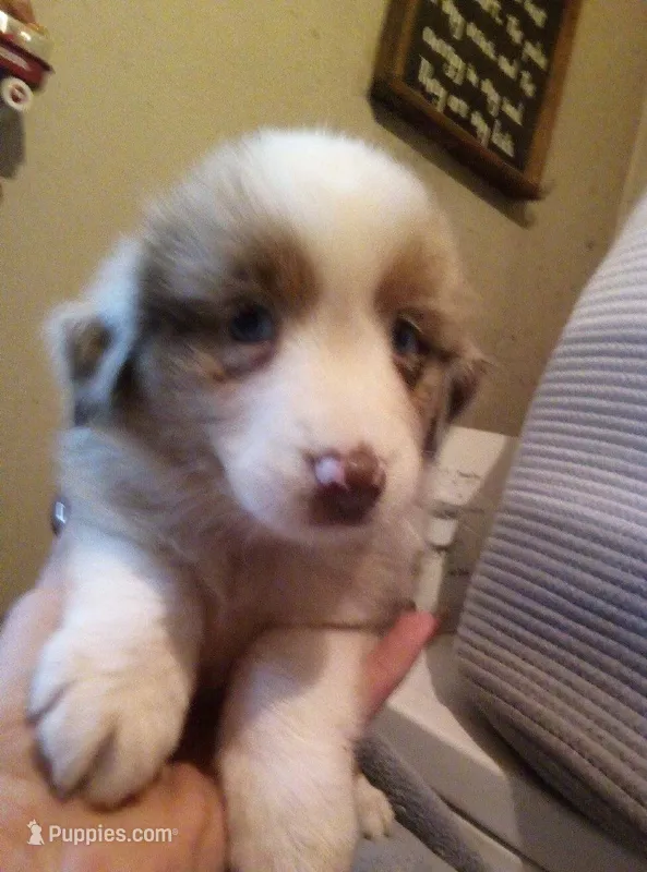 Roscoe  ( red Merle blue eyes ) – Miniature Australian Shepherd puppy for sale in Dixon, IL