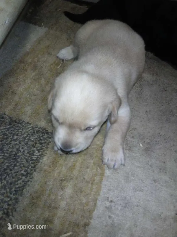 max – Labrador Retriever puppy for sale in Dixon, IL