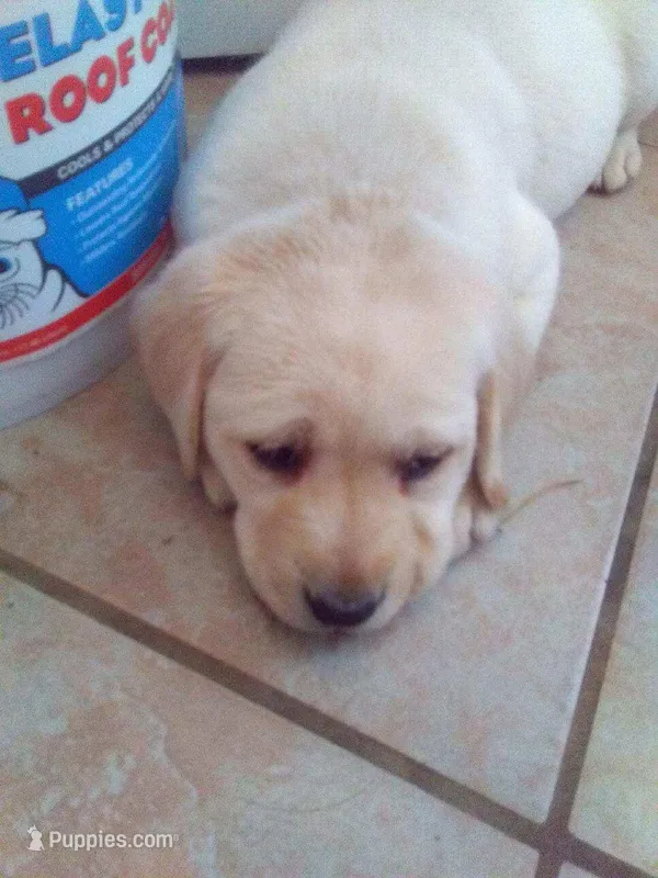 max – Labrador Retriever puppy for sale in Dixon, IL