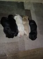 Addy, a female Labrador Retriever for sale in Dixon, IL – Photo 2 of 2