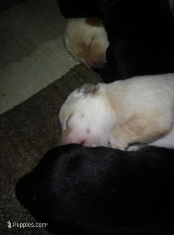 Addy – Labrador Retriever puppy for sale in Dixon, IL