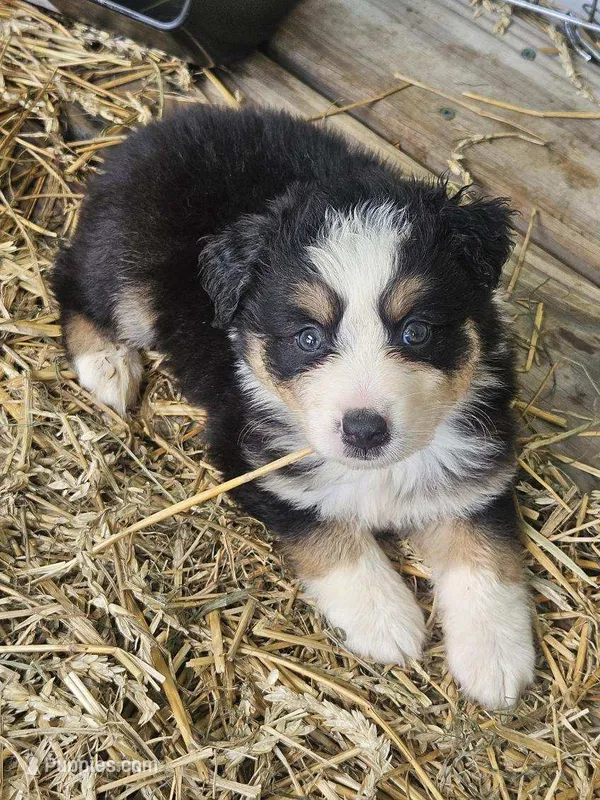 cody – Australian Shepherd puppy for sale in Dixon, IL