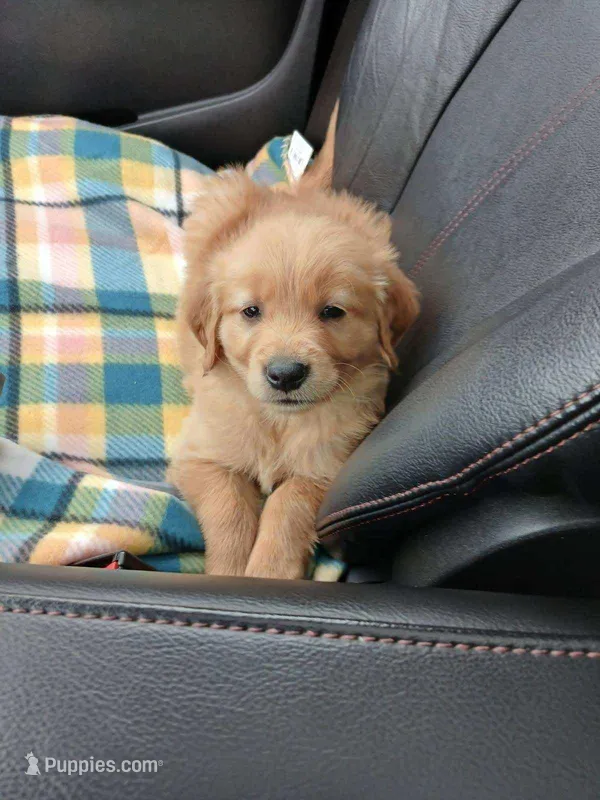 Jake – Golden Retriever puppy for sale in Dixon, IL