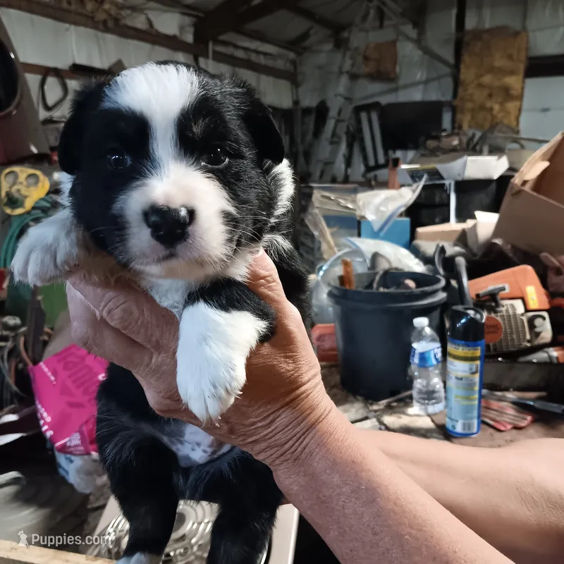 cody – Australian Shepherd puppy for sale in Dixon, IL