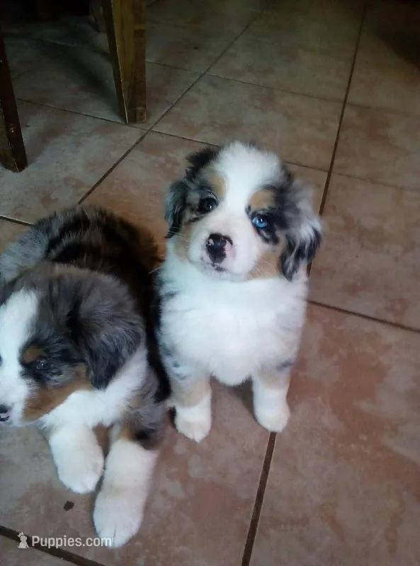 Ellie – Australian Shepherd puppy for sale in Dixon, IL