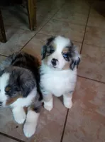 Ellie, a female Australian Shepherd for sale in Dixon, IL – 1 of 1