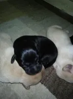 April, a female Labrador Retriever for sale in Dixon, IL – Photo 1 of 2