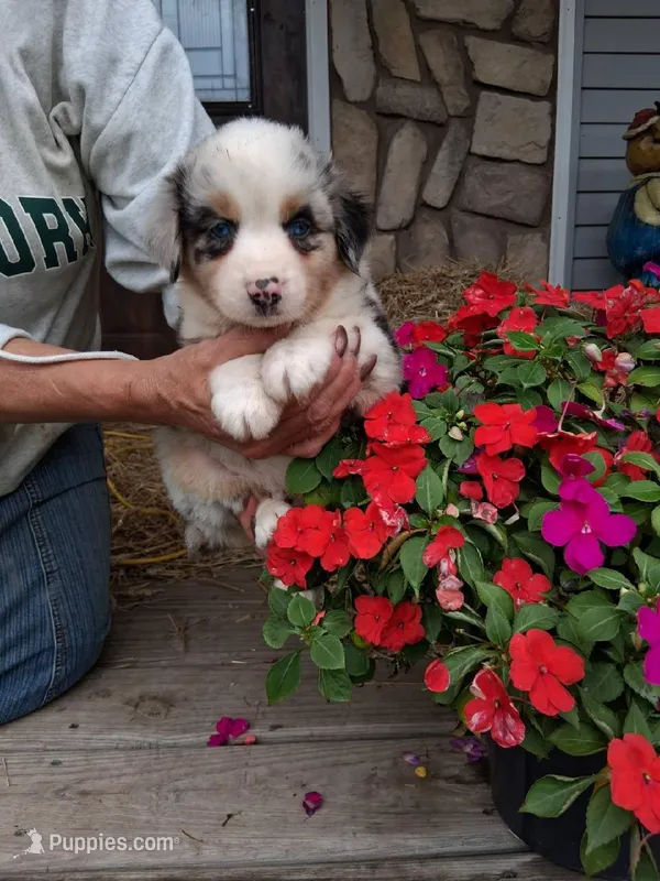  Logan   (blue eyes ) – Miniature Australian Shepherd puppy for sale in Dixon, IL