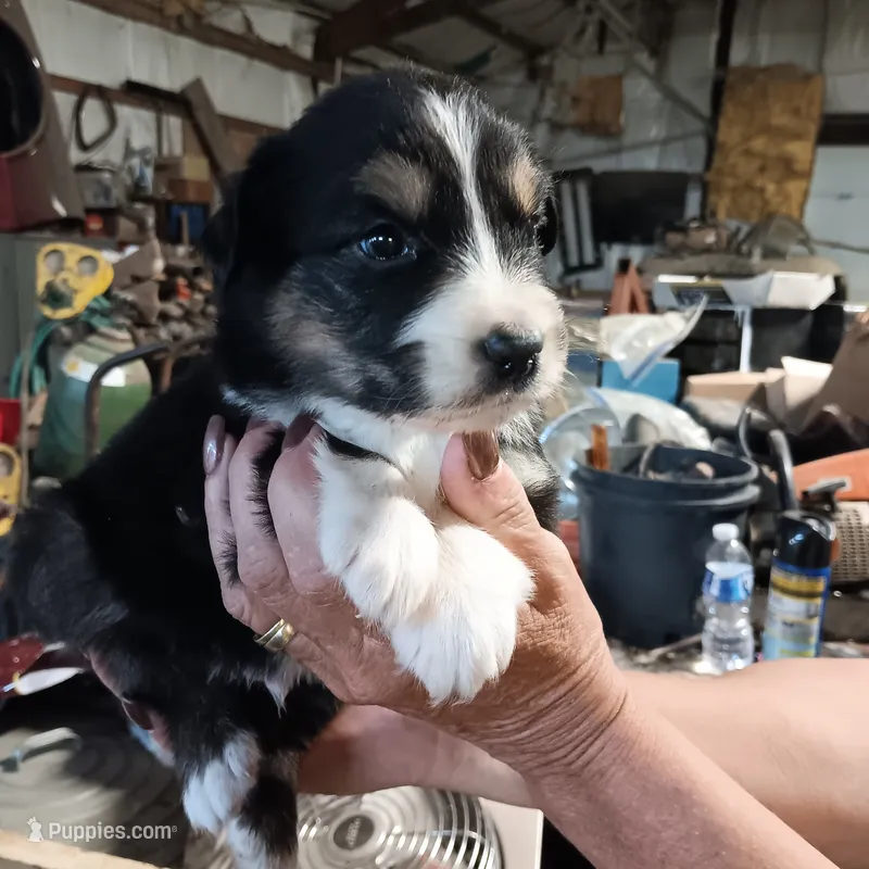 sarge  – Australian Shepherd puppy on hold in Dixon, IL
