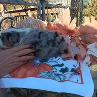cody, a female Australian Shepherd for sale in Dixon, IL – 2 of 2