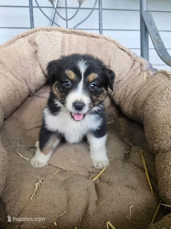 hank – Miniature Australian Shepherd puppy for sale in Dixon, IL