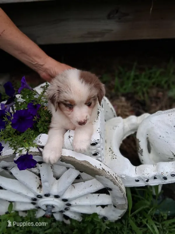 maggie ( red Merle blue eyes ) – Miniature Australian Shepherd puppy for sale in Dixon, IL