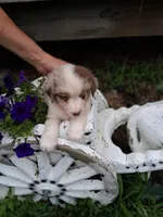 maggie ( red Merle blue eyes ), a female Miniature Australian Shepherd for sale in Dixon, IL – 1 of 1