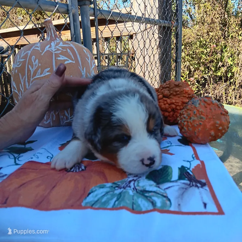 max – Australian Shepherd puppy for sale in Dixon, IL