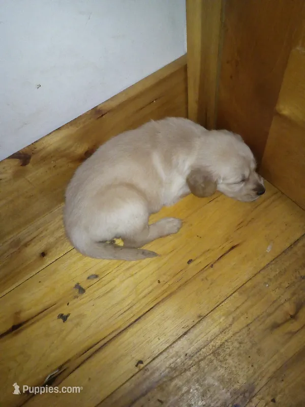 charlotte – Golden Retriever puppy for sale in Dixon, IL